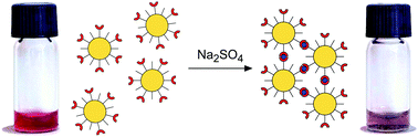Graphical abstract: Selective sensing of sulfate anions in water with cyclopeptide-decorated gold nanoparticles