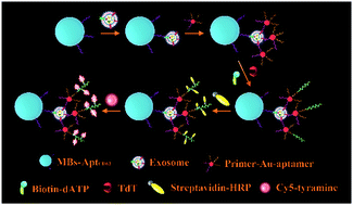Graphical abstract: Cascade signal amplification for sensitive detection of exosomes by integrating tyramide and surface-initiated enzymatic polymerization
