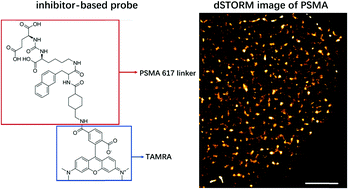 Graphical abstract: Application of an inhibitor-based probe to reveal the distribution of membrane PSMA in dSTORM imaging