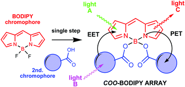 Graphical abstract: Multichromophoric COO-BODIPYs: an advantageous design for the development of energy transfer and electron transfer systems