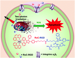 Graphical abstract: Two-photon photodynamic ablation of tumour cells using an RGD peptide-conjugated ruthenium(ii) photosensitiser