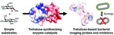 Graphical abstract: The role of chemoenzymatic synthesis in advancing trehalose analogues as tools for combatting bacterial pathogens