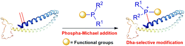 Graphical abstract: Late-stage peptide and protein modifications through phospha-Michael addition reaction