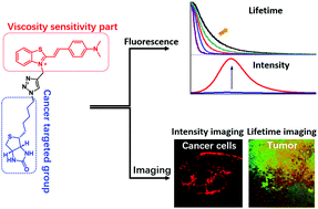 Graphical abstract: A biotin-guided fluorescent probe for dual-mode imaging of viscosity in cancerous cells and tumor tissues