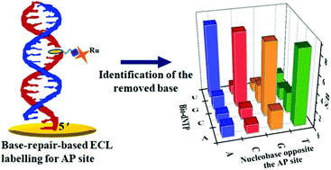 Graphical abstract: A base-repair based electrochemiluminescent genotoxicity sensor that detects abasic sites in double-stranded DNA films