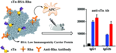 Graphical abstract: Rhamnose modified bovine serum albumin as a carrier protein promotes the immune response against sTn antigen