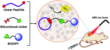 Graphical abstract: Facile one-pot synthesis of cyclic peptide-conjugated photosensitisers for targeted photodynamic therapy