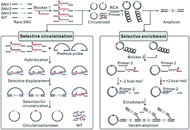 Graphical abstract: Circularized blocker-displacement amplification for multiplex detection of rare DNA variants