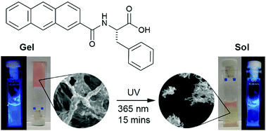 Graphical abstract: Photo-dissociation of self-assembled (anthracene-2-carbonyl)amino acid hydrogels