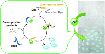 Graphical abstract: A fluorogenic probe using a catalytic reaction for the detection of trace intracellular zinc