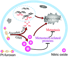 Graphical abstract: Nitric oxide-releasing platinum(iv) prodrug efficiently inhibits proliferation and metastasis of cancer cells
