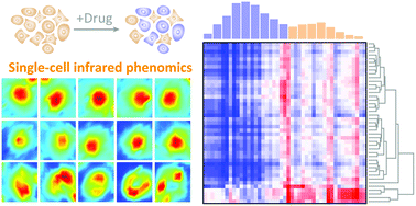 Graphical abstract: Single-cell infrared phenomics: phenotypic screening with infrared microspectroscopy