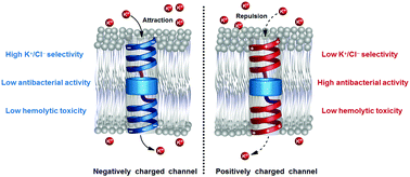 Graphical abstract: Effect of charge status on the ion transport and antimicrobial activity of synthetic channels