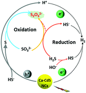 Graphical abstract: Highly value-added utilization of H2S in Na2SO3 solution over Ca–CdS nanocrystal photocatalysts