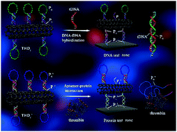 Graphical abstract: Target-induced molecular-switch on triple-helix DNA-functionalized carbon nanotubes for simultaneous visual detection of nucleic acids and proteins