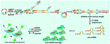 Graphical abstract: A hyperbranched transcription-activated CRISPR-Cas12a signal amplification strategy for sensitive microRNA sensing