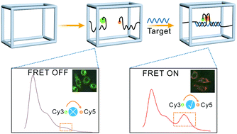 Graphical abstract: Fluorescence resonance energy transfer-based DNA framework assembled split G-quadruplex nanodevices for microRNA sensing