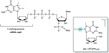 Graphical abstract: On the reactivity of mRNA Cap0: C–H oxidative addition of 7-methylguanosine to Pt0 and base pairing studies