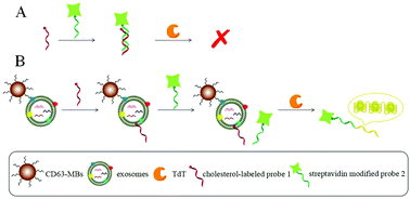 Graphical abstract: A simple and sensitive method for exosome detection based on steric hindrance-controlled signal amplification