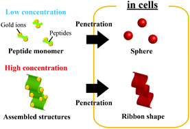 Graphical abstract: Intracellular mineralization of gold nanoparticles using gold ion-binding peptides with cell-penetrating ability