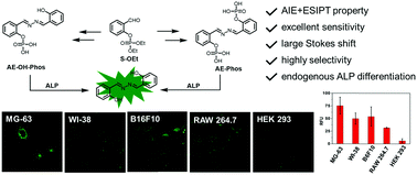 Graphical abstract: An activity-based fluorescent probe and its application for differentiating alkaline phosphatase activity in different cell lines