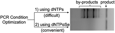 Graphical abstract: Highly convenient and highly specific-and-sensitive PCR using Se-atom modified dNTPs