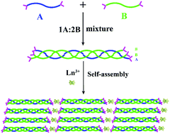 Graphical abstract: Ln3+-Triggered self-assembly of a heterotrimer collagen mimetic peptide into luminescent nanofibers