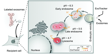 Graphical abstract: ExoTracker: a low-pH-activatable fluorescent probe for labeling exosomes and monitoring endocytosis and trafficking