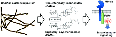 Graphical abstract: Candida albicans steryl 6-O-acyl-α-d-mannosides agonize signalling through Mincle