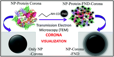 Graphical abstract: Direct visualization of the protein corona using carbon nanodots as a specific contrasting agent