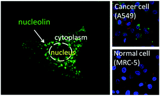Graphical abstract: Fluorescent imaging of cytoplasmic nucleolin in live cells by a functionalized-engineered aptamer