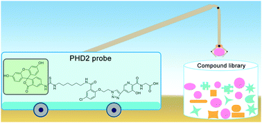 Graphical abstract: A small-molecule probe for monitoring binding to prolyl hydroxylase domain 2 by fluorescence polarisation