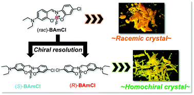 Graphical abstract: Facile strategy for obtaining luminescent polymorphs based on the chirality of a boron-fused azomethine complex