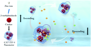 Graphical abstract: Biocatalytic metal–organic framework nanomotors for active water decontamination