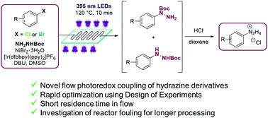 Graphical abstract: Continuous flow synthesis of arylhydrazines via nickel/photoredox coupling of tert-butyl carbazate with aryl halides
