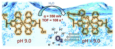 Graphical abstract: A unique Co(iii)-peptoid as a fast electrocatalyst for homogeneous water oxidation with low overpotential