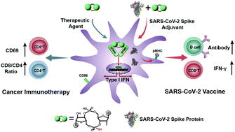 Graphical abstract: A novel STING agonist for cancer immunotherapy and a SARS-CoV-2 vaccine adjuvant