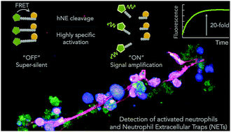 Graphical abstract: A fluorogenic peptide-based smartprobe for the detection of neutrophil extracellular traps and inflammation