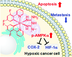 Graphical abstract: The design of cyclometalated iridium(iii)–metformin complexes for hypoxic cancer treatment