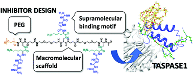 Graphical abstract: PEGylated sequence-controlled macromolecules using supramolecular binding to target the Taspase1/Importin α interaction
