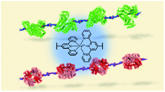 Graphical abstract: Supramolecular linear coordination polymers of human serum albumin and haemoglobin