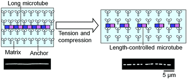 Graphical abstract: Controlling the length of self-assembled microtubes through mechanical stress-induced scission
