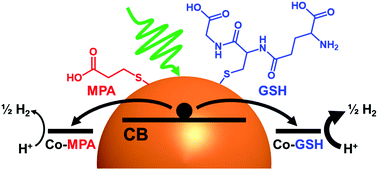 Graphical abstract: Light-driven hydrogen production with CdSe quantum dots and a cobalt glutathione catalyst