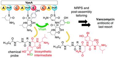 Graphical abstract: Chemical probes reveal the timing of early chlorination in vancomycin biosynthesis