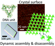 Graphical abstract: Nanoscopic observation of a DNA crystal surface and its dynamic formation and degradation using atomic force microscopy