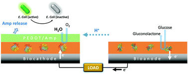 Graphical abstract: Antimicrobial enzymatic biofuel cells
