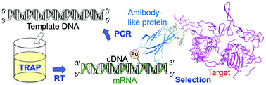 Graphical abstract: cDNA TRAP display for rapid and stable in vitro selection of antibody-like proteins