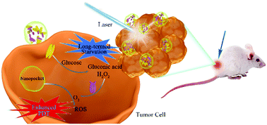 Graphical abstract: An enzyme nanopocket based on covalent organic frameworks for long-term starvation therapy and enhanced photodynamic therapy of cancer