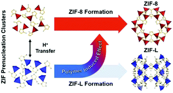 Graphical abstract: Polymer-induced polymorphism in a Zn-based metal organic framework