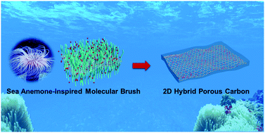 Graphical abstract: A versatile sea anemone-inspired strategy toward 2D hybrid porous carbons from functional molecular brushes